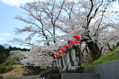 六地蔵と桜