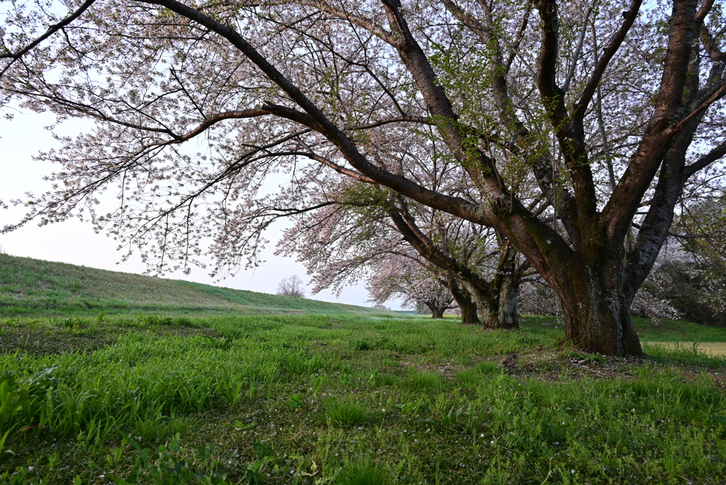 渡良瀬遊水地の春風景　①
