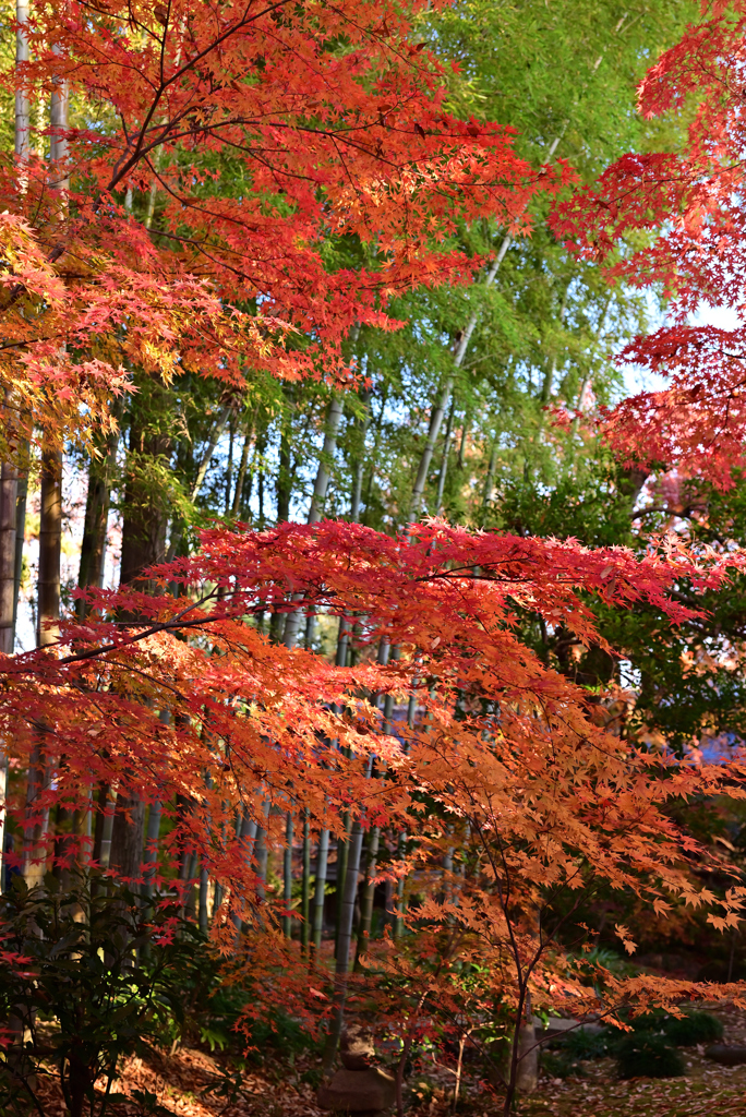 庭園の紅葉と竹林