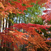 庭園の紅葉と竹林
