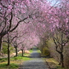 しだれ桜　～真岡～