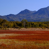 小田代ヶ原　草紅葉