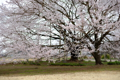天平の丘　淡墨桜