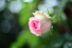 春薔薇　Ⅱ