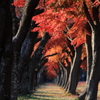 紅葉のトンネル2016