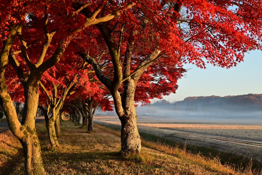 『紅葉のトンネル』2024