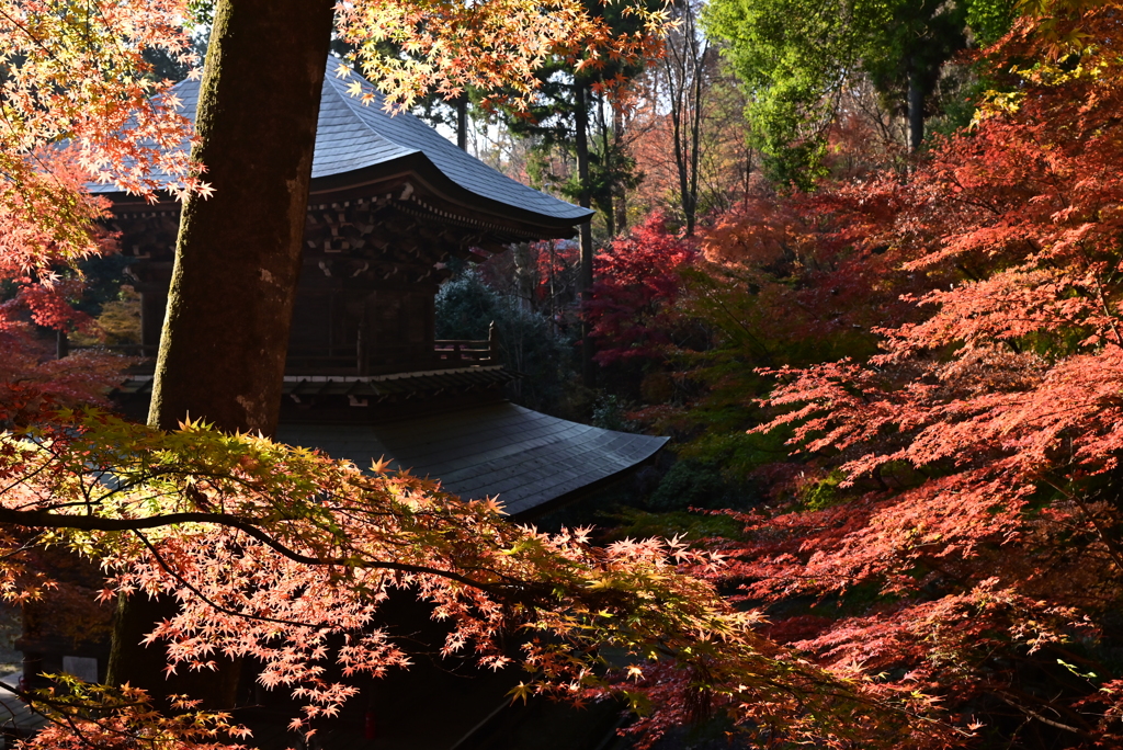 円通寺一切経塔と紅葉