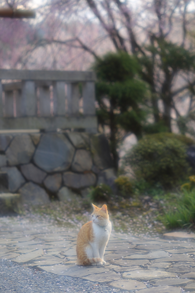 にゃんこ