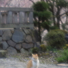 にゃんこ