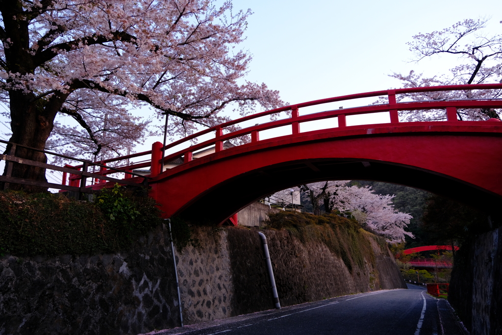 赤い橋と桜