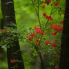 新緑の森　つつじ③