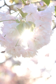 逆光の八重桜