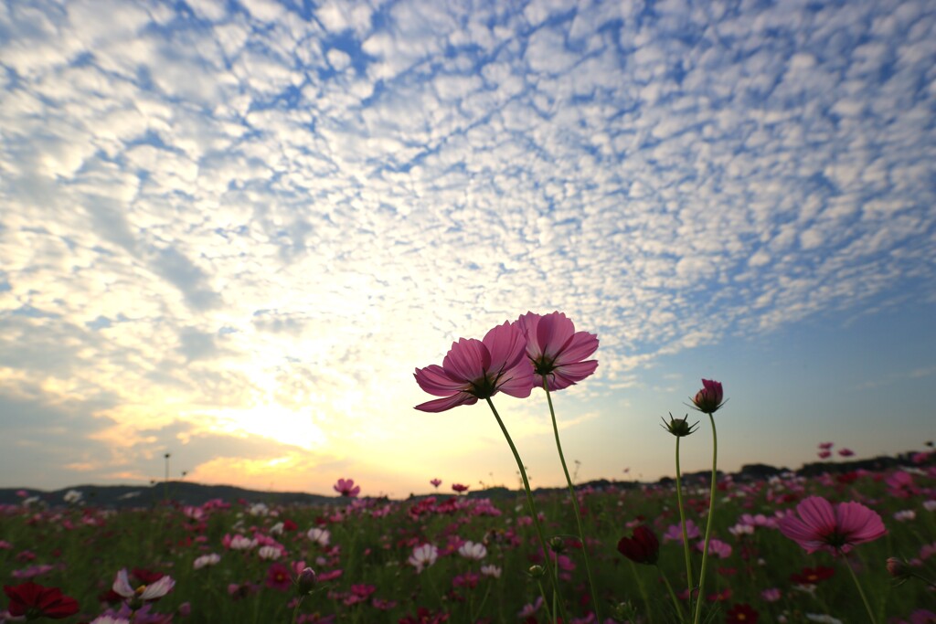 秋の空