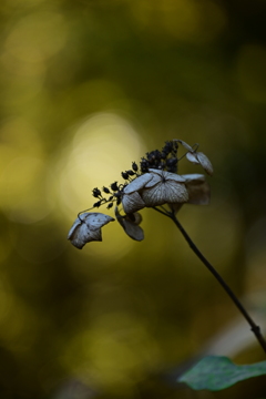 時が止まった紫陽花