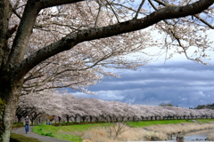 桜並木