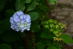 紫陽花と青紅葉
