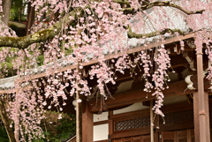 岩しだれ桜　Ⅲ