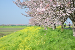 桜並木にて