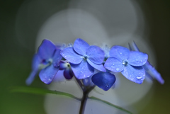 雨に濡れる紫陽花