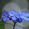 雨に濡れる紫陽花