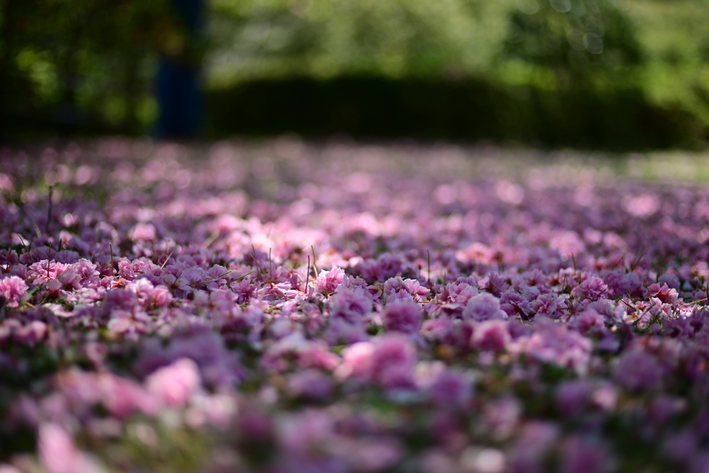 敷つめられた花びら