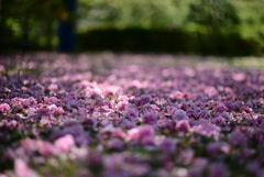 敷つめられた花びら