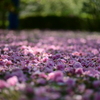 敷つめられた花びら
