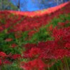 彼岸花群生 　ⅶ