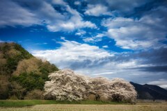 桜　いち