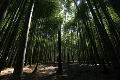 ひかりの杜　ⅱ