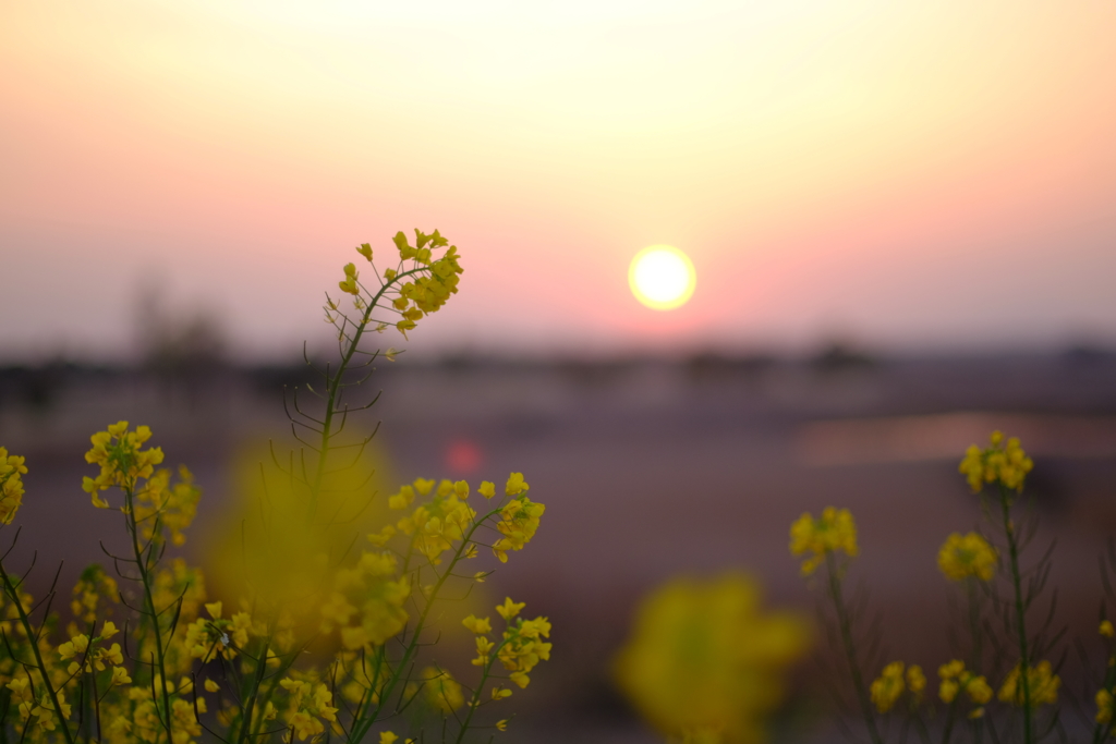 菜の花と・・・