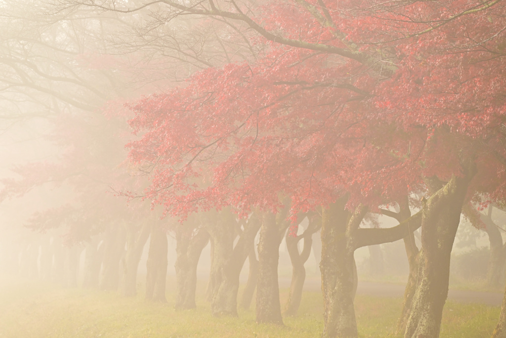 朝霧の紅葉