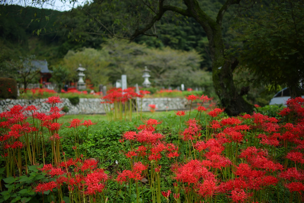 花の寺　常楽寺