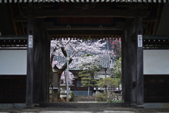 実相寺の桜