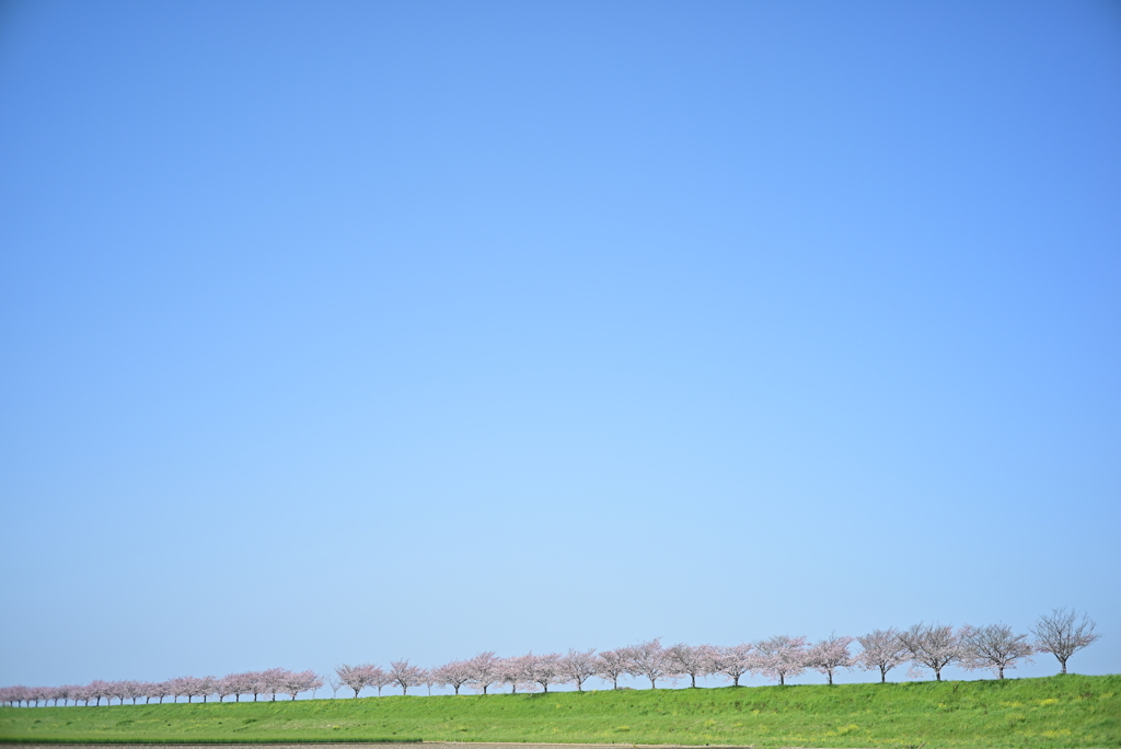 青空と桜