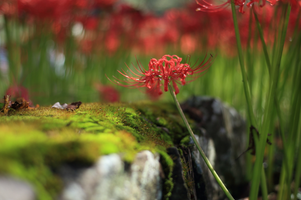 花のお寺に咲く