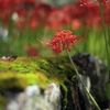 花のお寺に咲く
