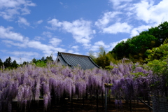 藤の花と五月晴れ　その２