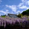 藤の花と五月晴れ　その２