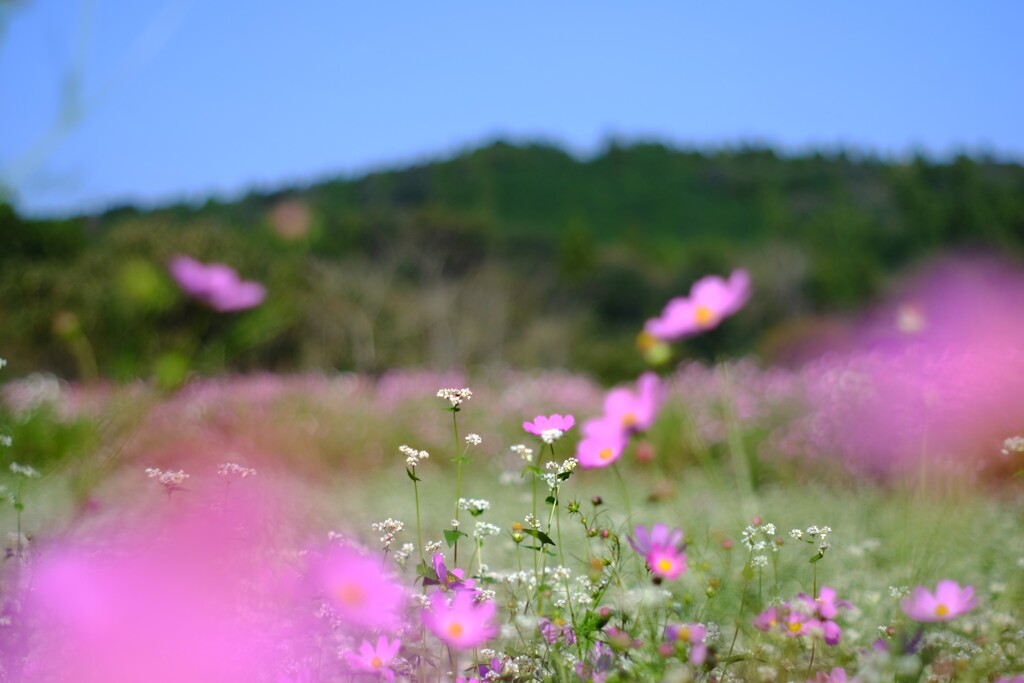 蕎麦の花とコスモス