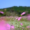 蕎麦の花とコスモス