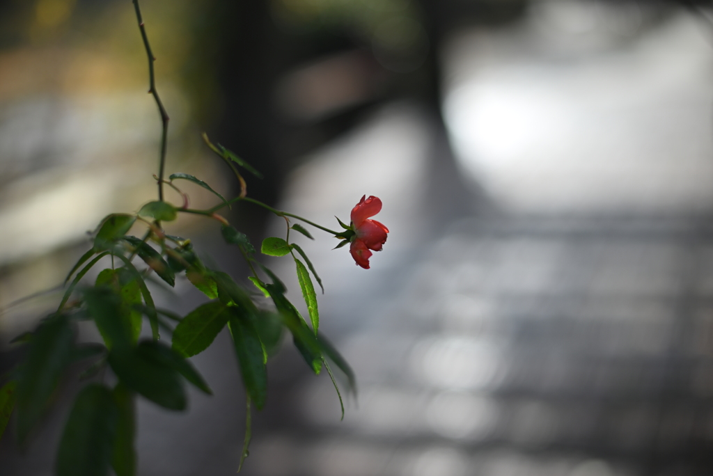 冬薔薇