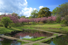 ハス池の春色