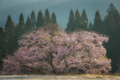板荷の観音桜