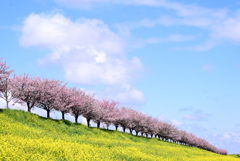 思川桜並木