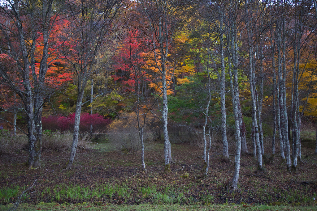 紅葉の森　２