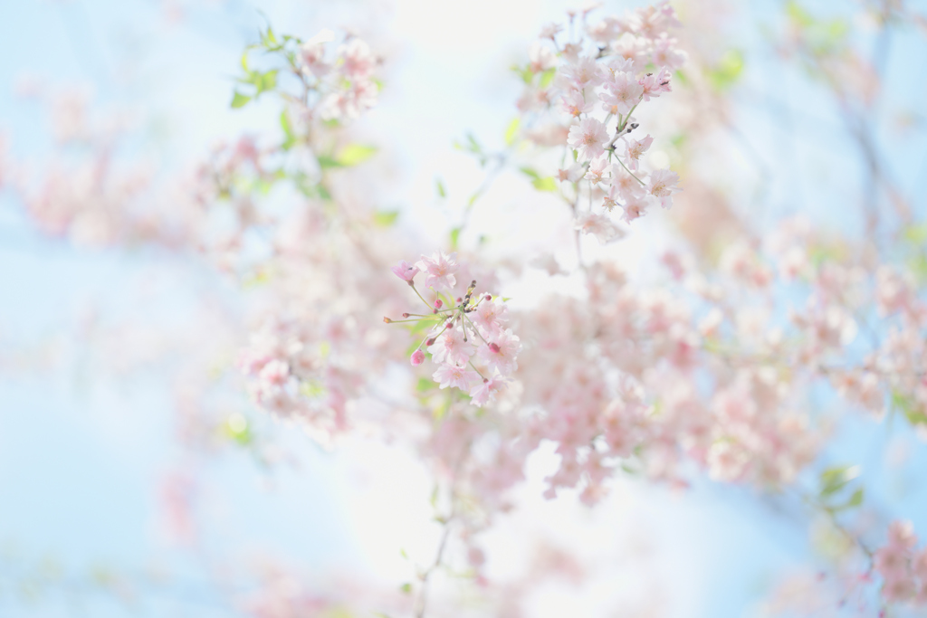淡い春