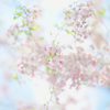 淡い春