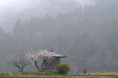 雨の日曜と梅　７