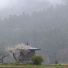 雨の日曜と梅　７